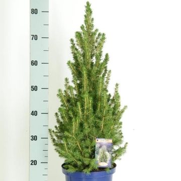 Picea glauca 'Коника'