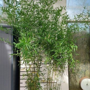 Phyllostachys bissetii