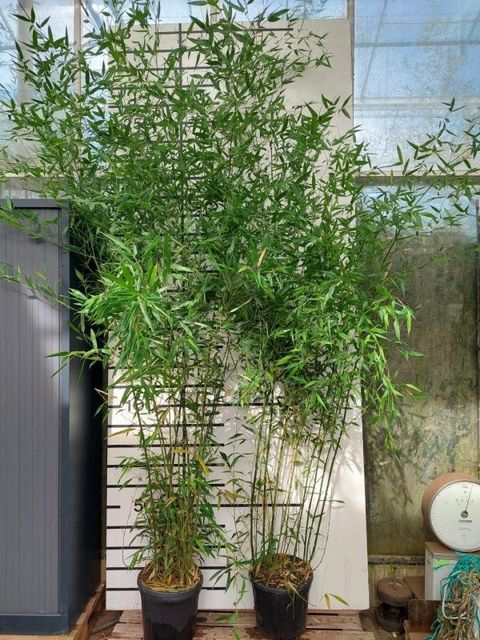 Phyllostachys bissetii