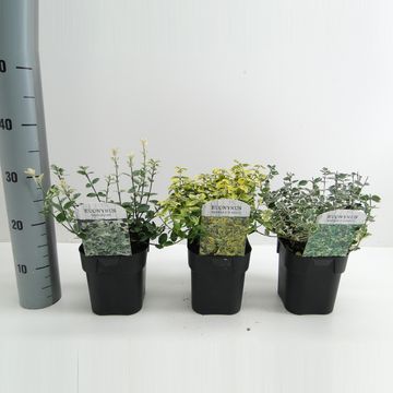 Euonymus fortunei MIX