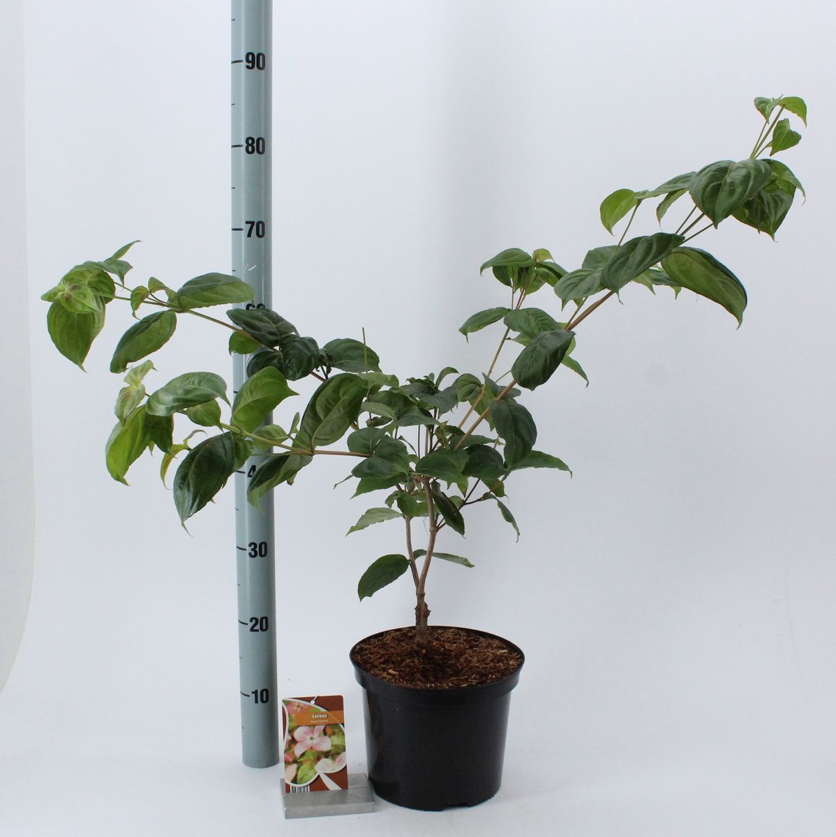 Corniolo Giapponese - Cornus Kousa 50-60 Cm | Pianta In Vaso Con Fiori Bianchi E Foglie Autunnali