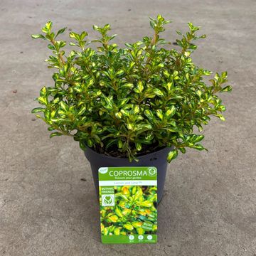 Coprosma 'Lemon and Lime'