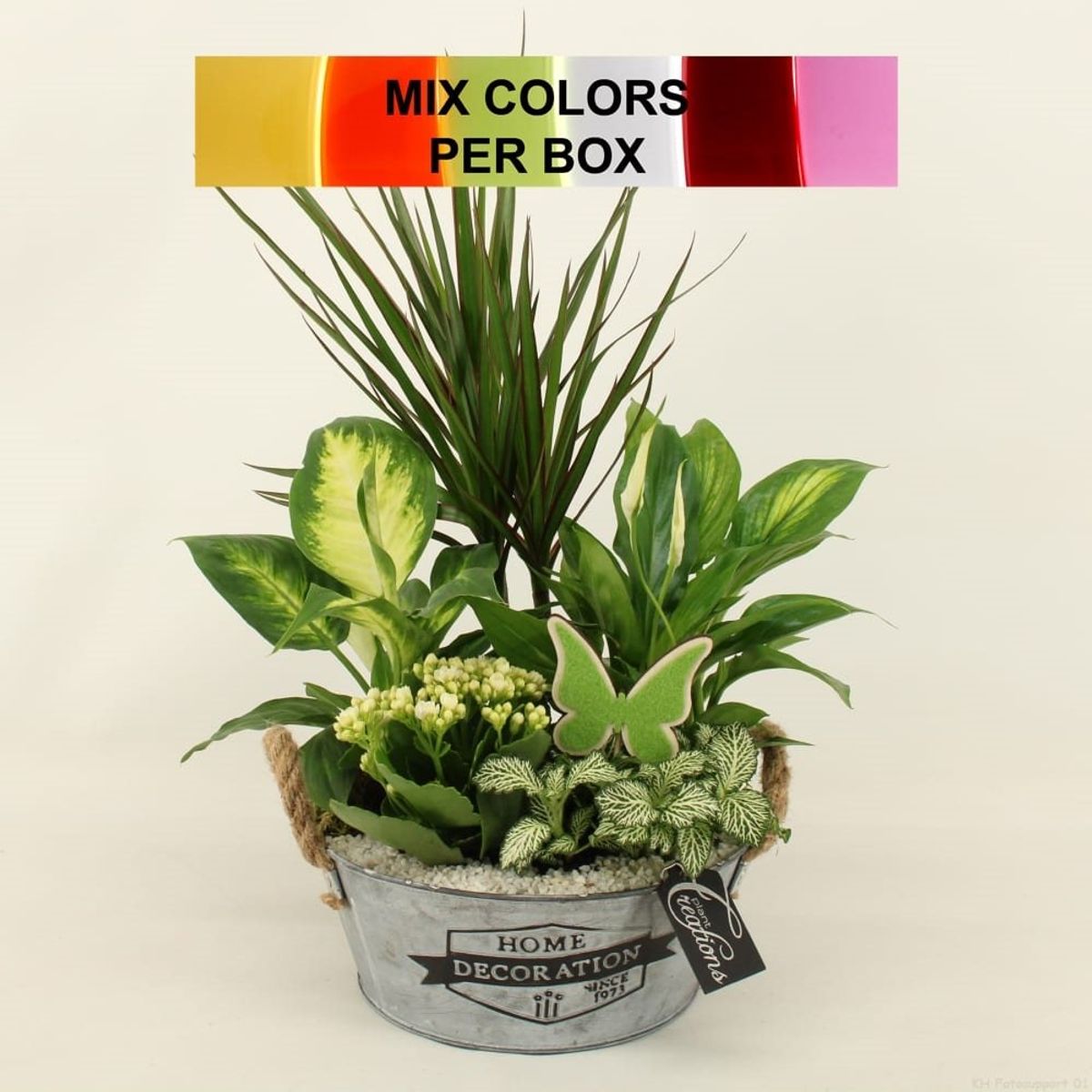 Arrangement Houseplants — Plant Wholesale FlorAccess