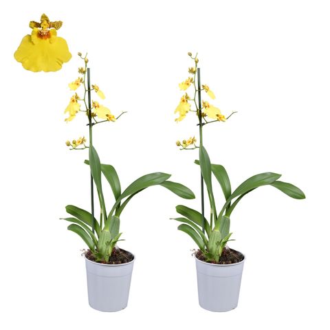 Oncidium