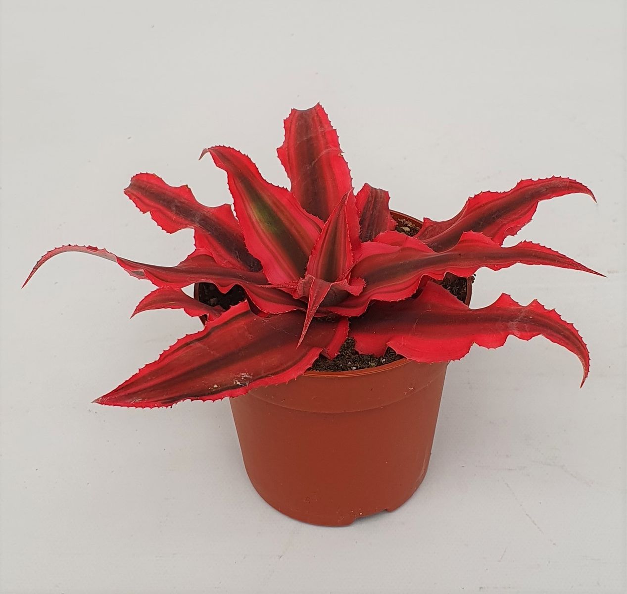 Cryptanthus 'Rubin Star' — Plant Wholesale FlorAccess