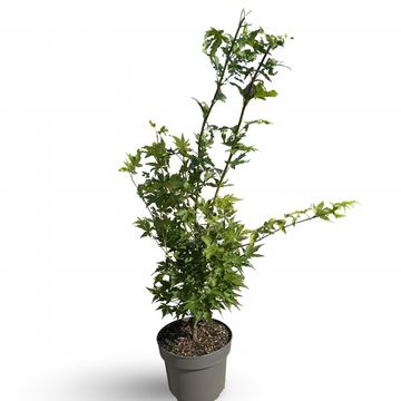 Acer palmatum 'Sangokaku'