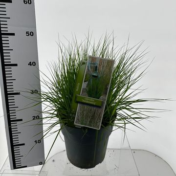 Molinia caerulea 'Heidezwerg'