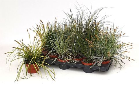 Carex MIX