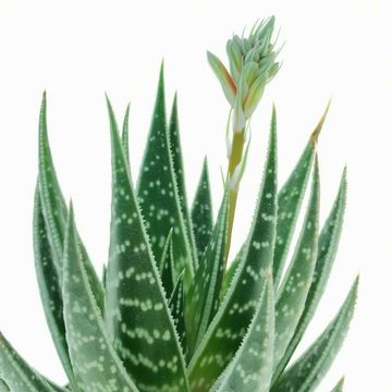 Aloe 'Tiki Tahi'