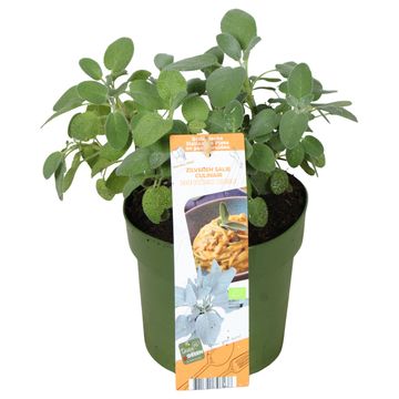 Salvia officinalis 'Culinaria'