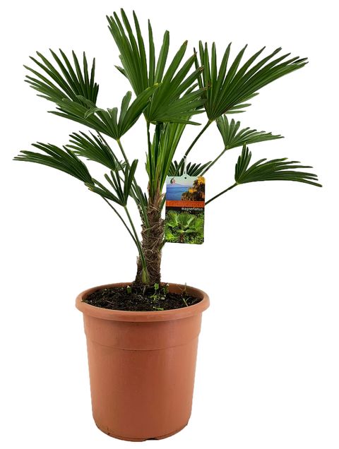 Trachycarpus wagnerianus