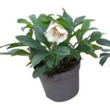 Helleborus orientalis 'White Spotted'