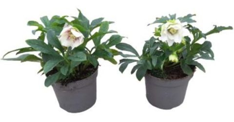 Helleborus orientalis 'White Spotted'