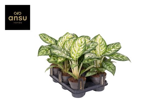 Aglaonema 'Minty Ice'