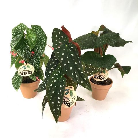 Begonia maculata ANGEL MIX