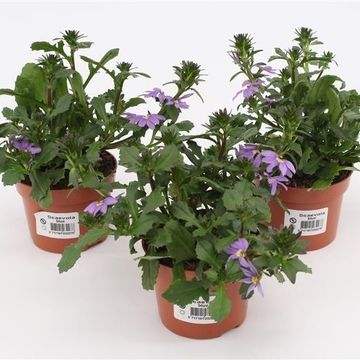 Scaevola saligna 'Blue Fan'
