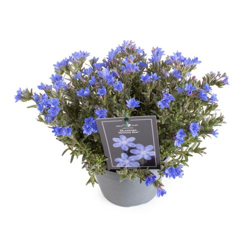 Glandora diffusa 'Heavenly Blue'