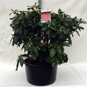 Rhododendron 'Маркитаз Прайз'