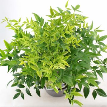 Nandina domestica MAGICAL LEMON & LIME