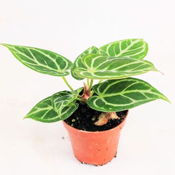 Anthurium crystallinum 'Dorayaki'