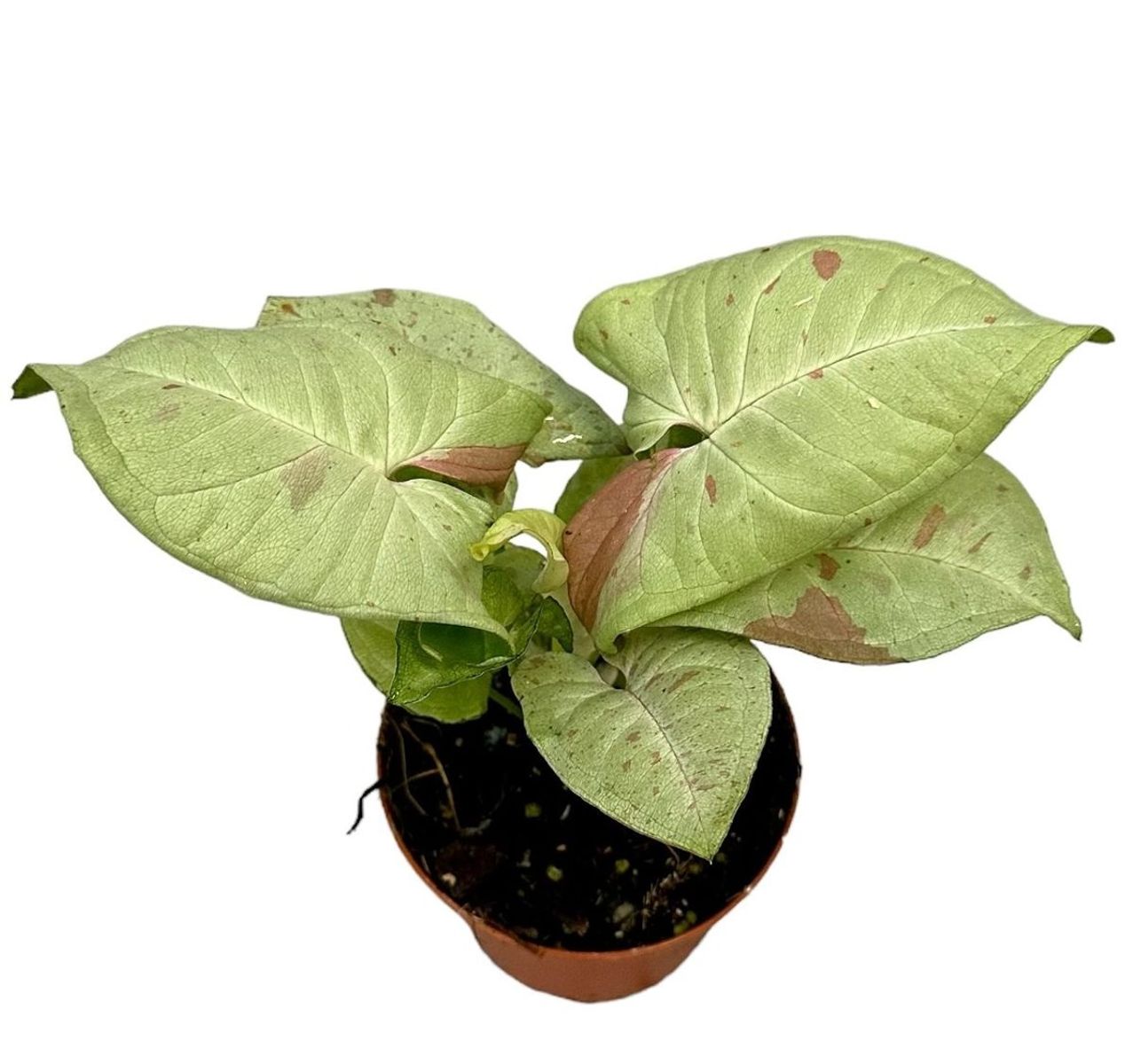 Syngonium MILK CONFETTI — Plant Wholesale FlorAccess