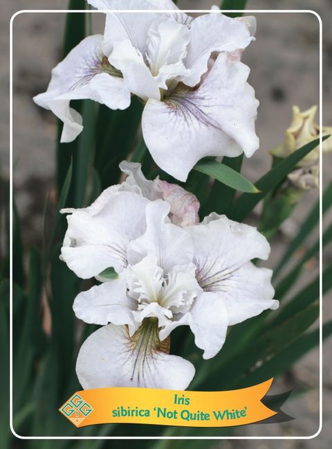 Iris sibirica 'Not Quite White'