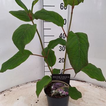 Гидрангея aspera 'Макрофилла'