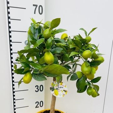 Citrus x meyeri 'Meyer'