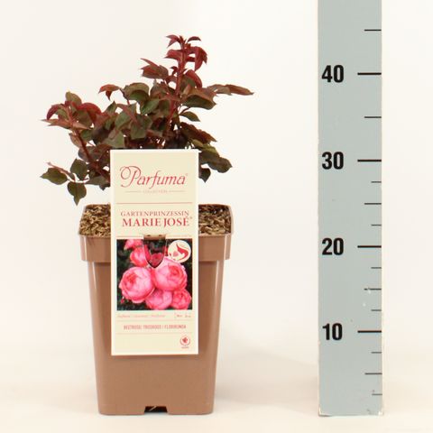 Rosa GARTENPRINZESSIN MARIE-JOSÉ