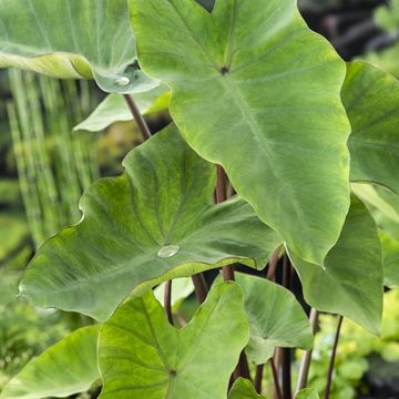 Colocasia esculenta