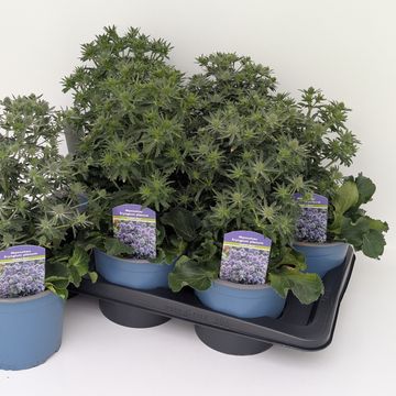 Eryngium planum 'Blue Hobbit'