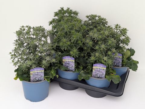 Eryngium planum 'Blue Hobbit'