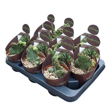 Cereus peruvianus coral cristata