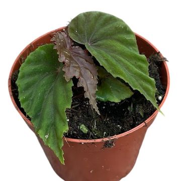 Begonia 'Black Blood'