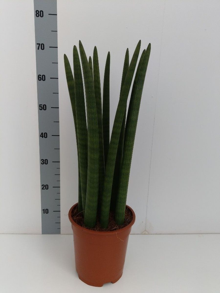 Sansevieria cylindrica 'Straight'  Pflanzengrohandel FlorAccess