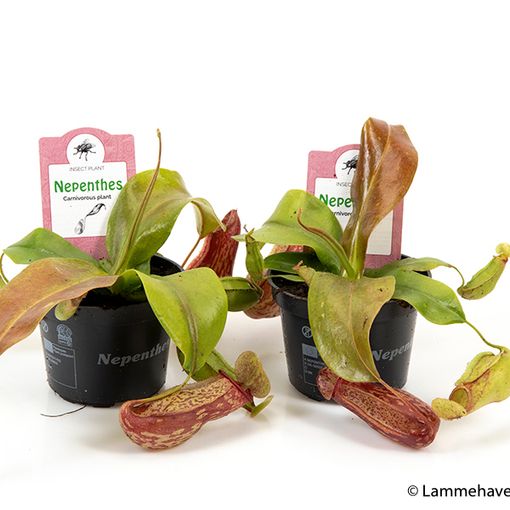 Nepenthes 'Gaya'