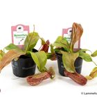 Nepenthes 'Gaya'