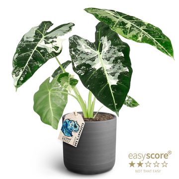 Alocasia micholitziana 'Frydek Variegata'