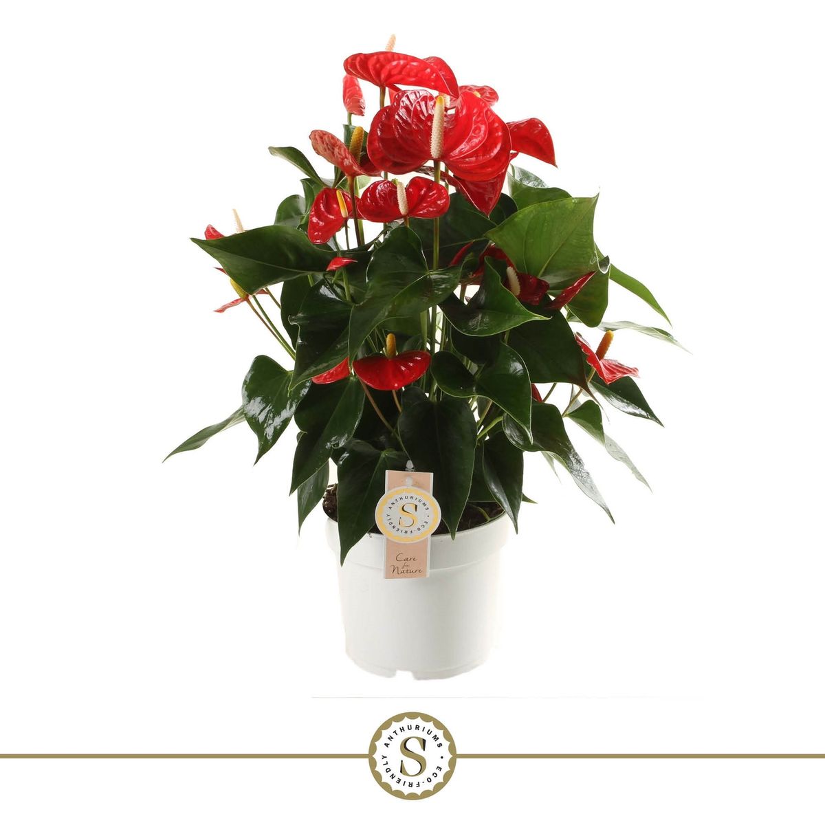 Anthurium RED CHAMPION — Plant Wholesale FlorAccess