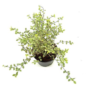 Pittosporum tenuifolium 'Silver Magic'
