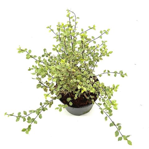 Pittosporum tenuifolium 'Silver Magic'