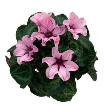 Cyclamen persicum ILLUSIA LIGHT WITH EYE