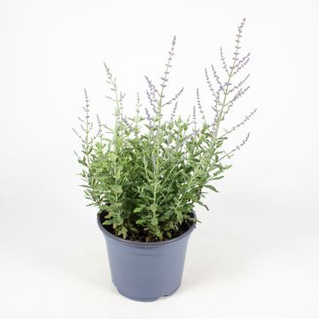 Perovskia atriplicifolia