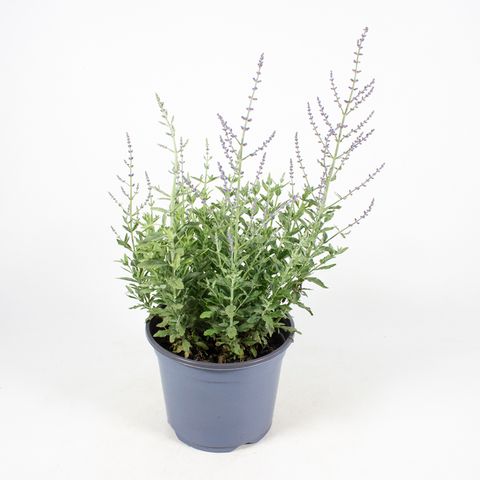 Perovskia atriplicifolia