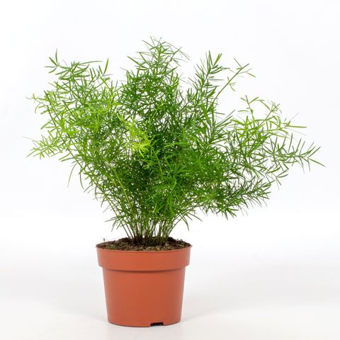 Asparagus densiflorus 'Sprengeri' — Pflanzengroßhandel FlorAccess