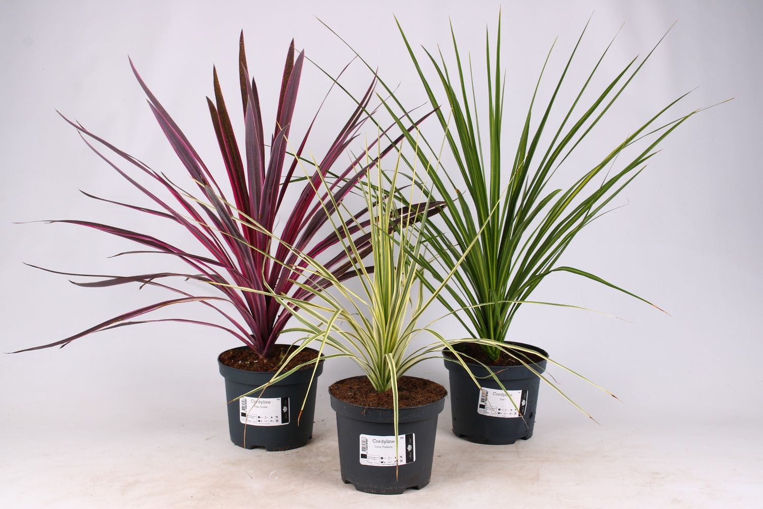 Cordyline MIX — Plant Wholesale FlorAccess