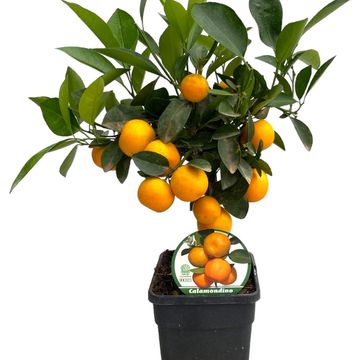 Citrus x microcarpa