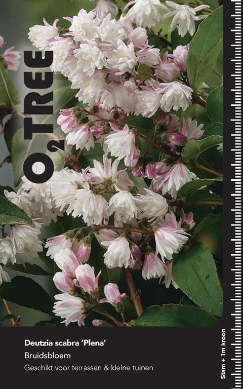 Deutzia scabra 'Plena'