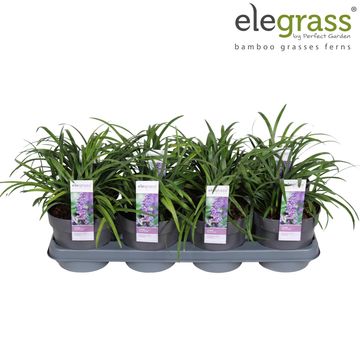 Liriope muscari 'Royal Purple'