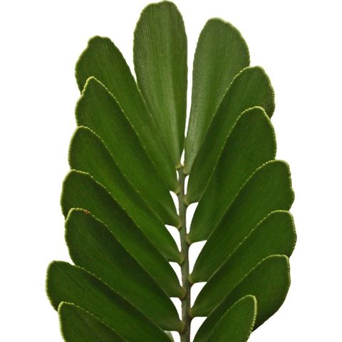 Zamia furfuracea